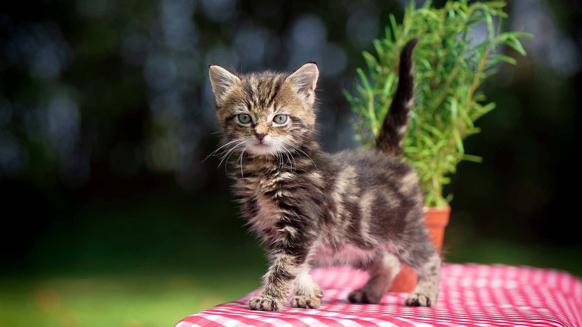绿茵双面镜，巴雷拉的统治级数据与奥地利的团队完胜