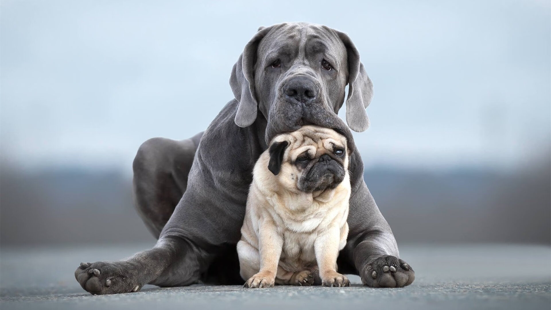 开云体育中国-魔笛鸣响，欧冠之巅，当尤文钢铁防线遭遇马竞铁血，舞台只为莫德里奇绽放