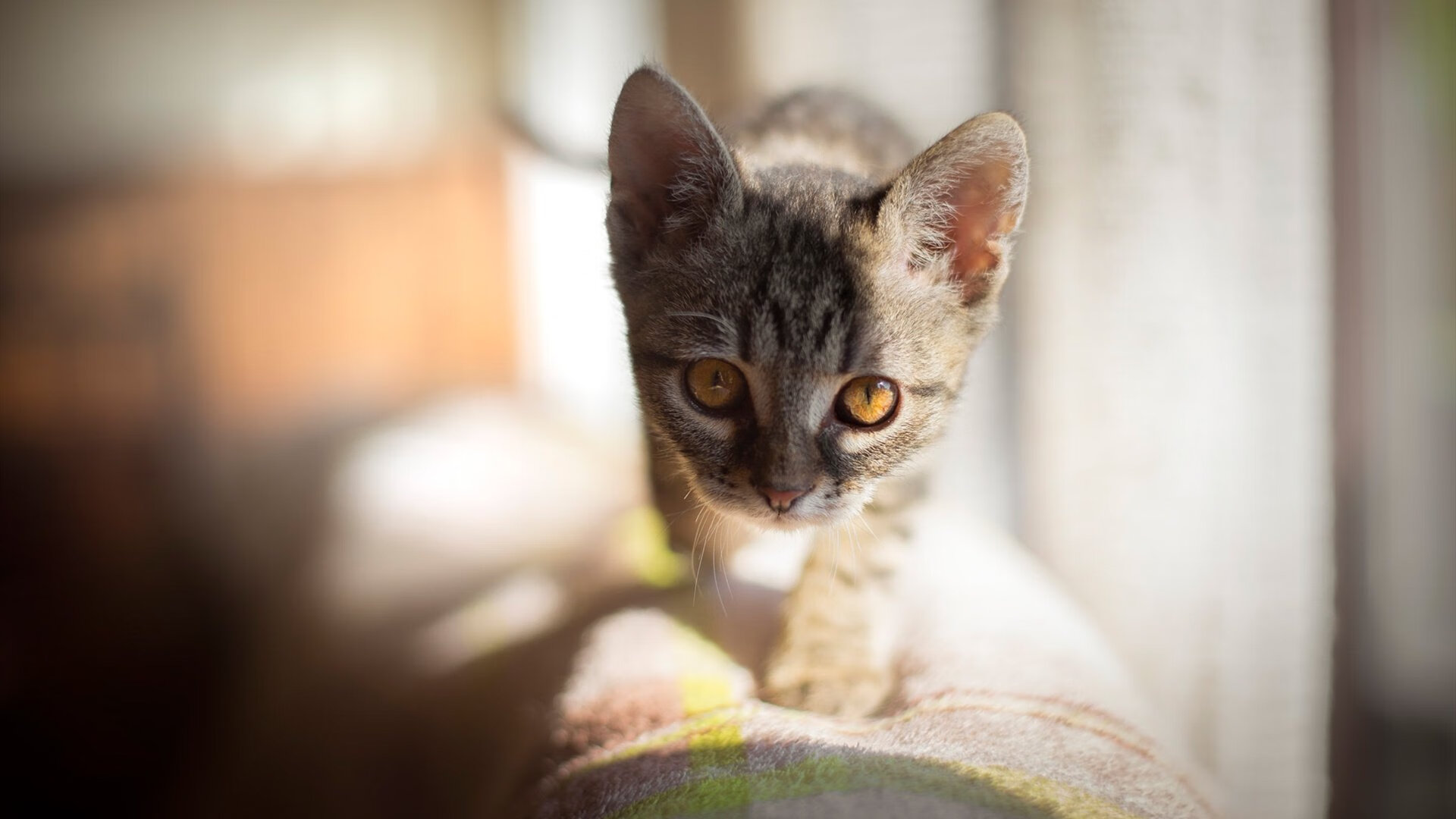 范弗利特之夜，当意甲迎来北美灵魂的加冕礼