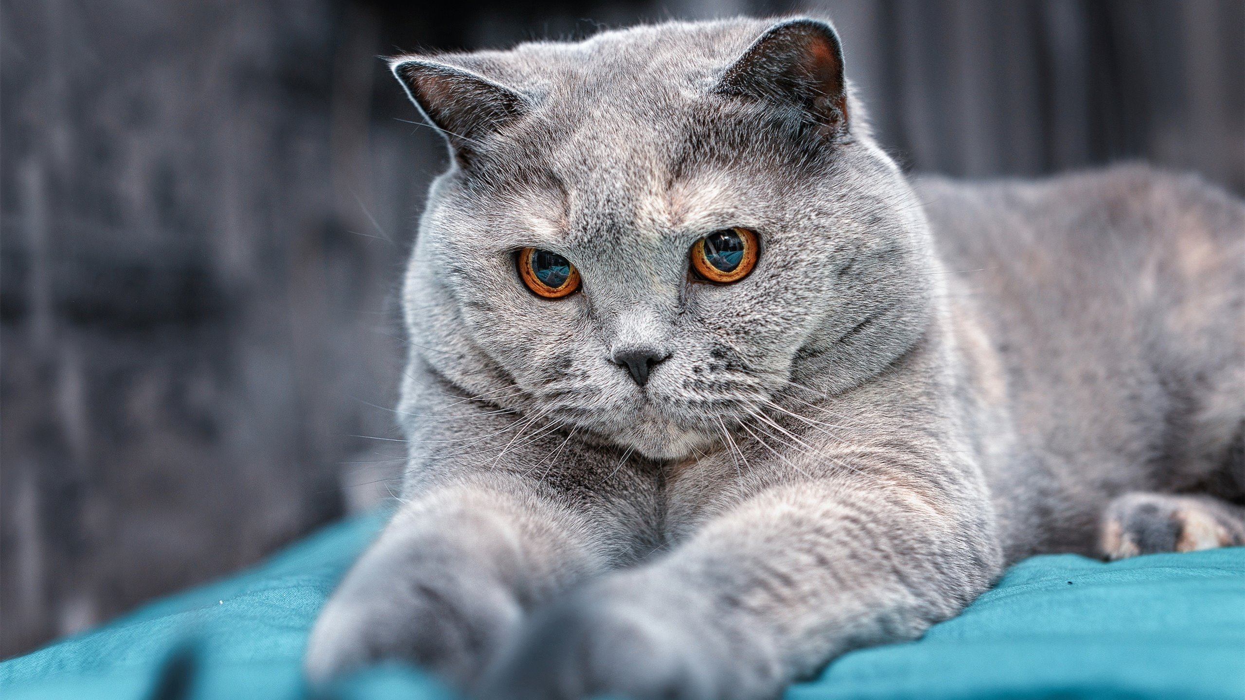 关键先生米切尔一剑封喉！吉林队稳扎稳打力克劲敌76人