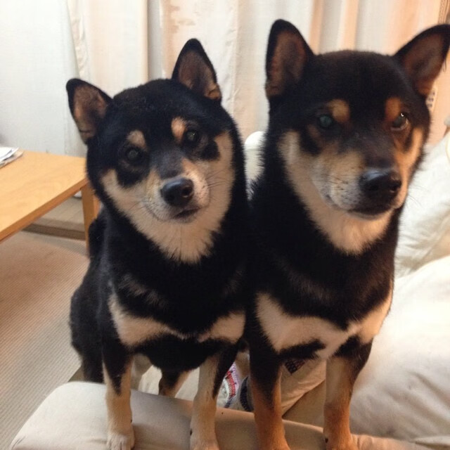 破晓之光，萨内一击刺穿迷雾，蓝黑战舰重拾夺冠密码