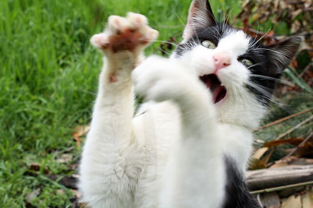 史诗逆转，2026世界杯之夜，米切尔关键节点连续得分改写历史