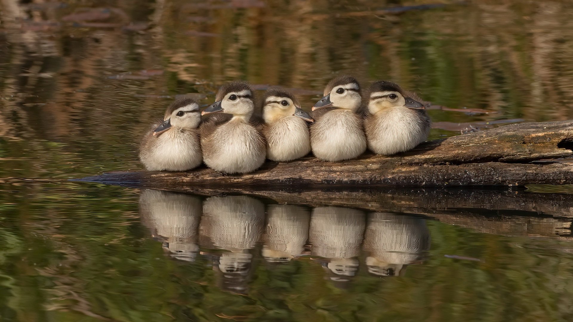 约基奇定海神针！世界排名争夺夜他用无聊征服全场