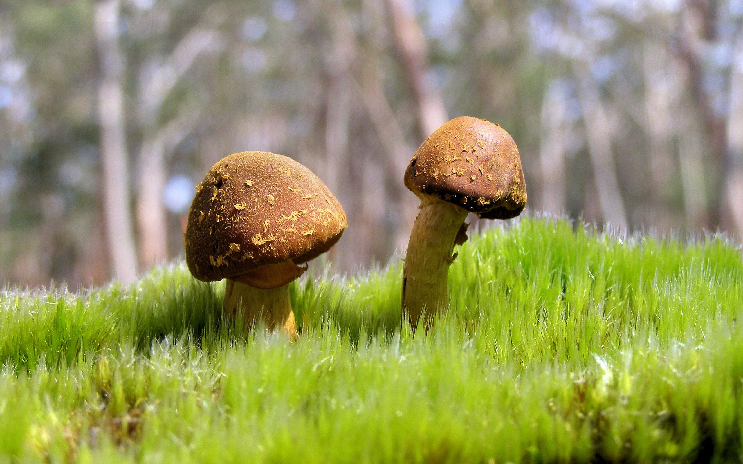 东决风云,篮网连续得分压制火箭,一场史诗级攻防博弈