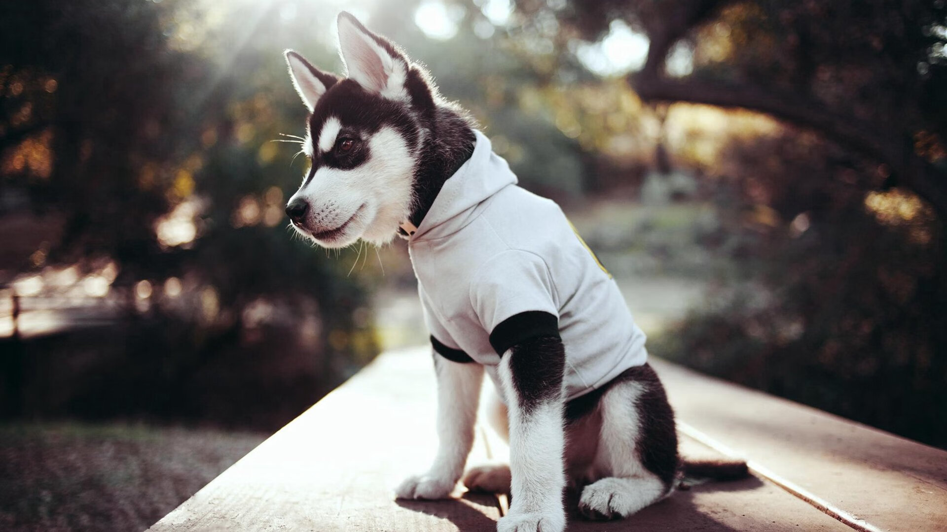 极速与铁壁,F1争冠战与快船封锁活塞的竞技交响