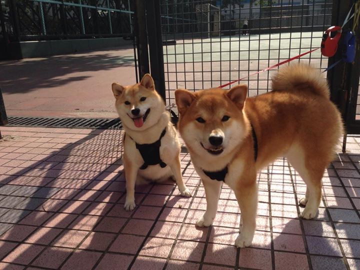 开云体育在线-速度与激情的双重奏，F1街道赛焦点战与切尔西压制秘鲁的体育哲学