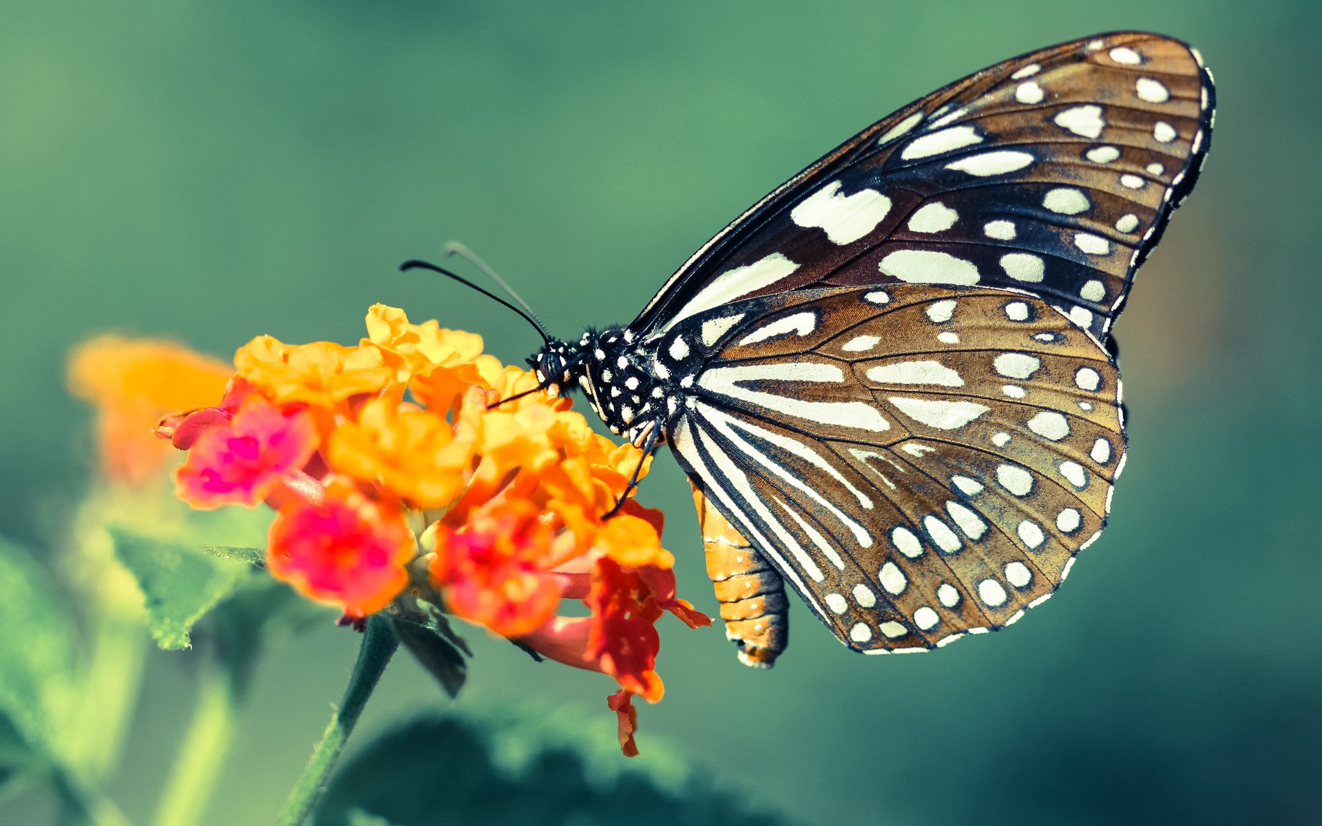 时间停滞处，若日尼奥奏响中场统治的终章