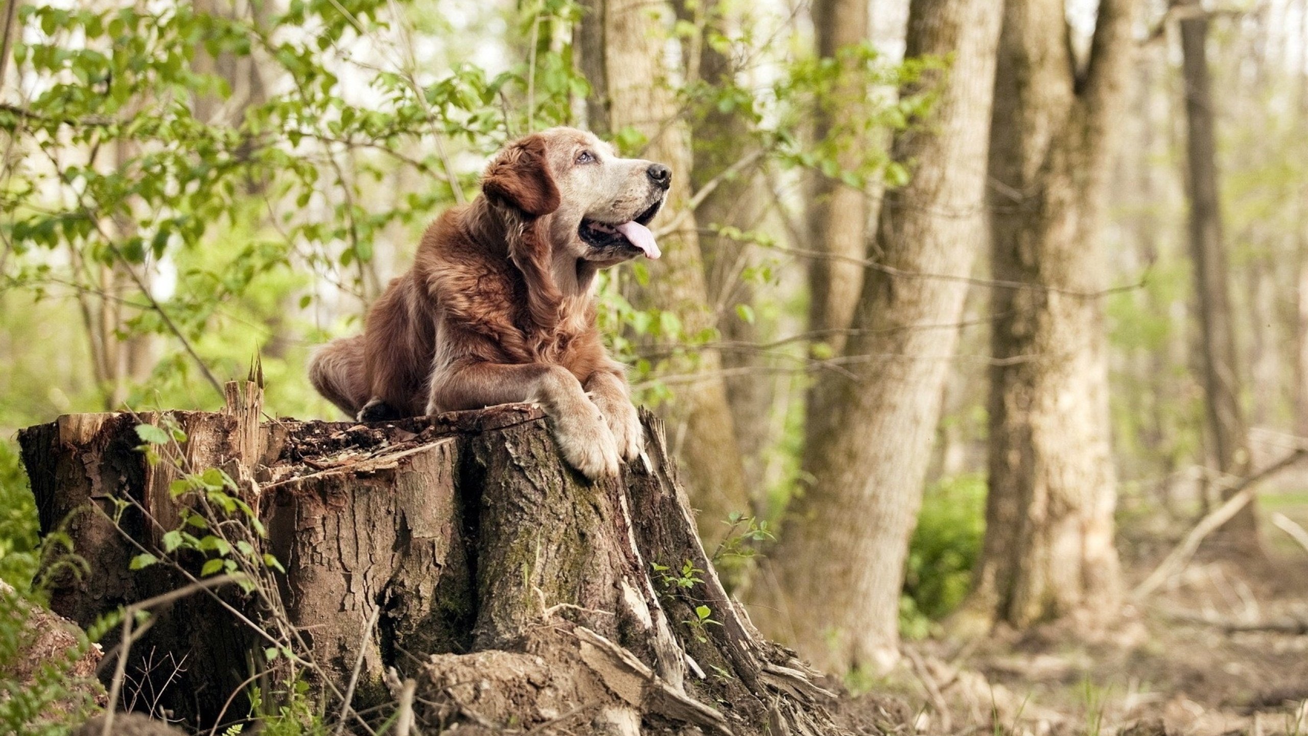 开云下载-速度的交响，方向盘的天空与脚下的草坪