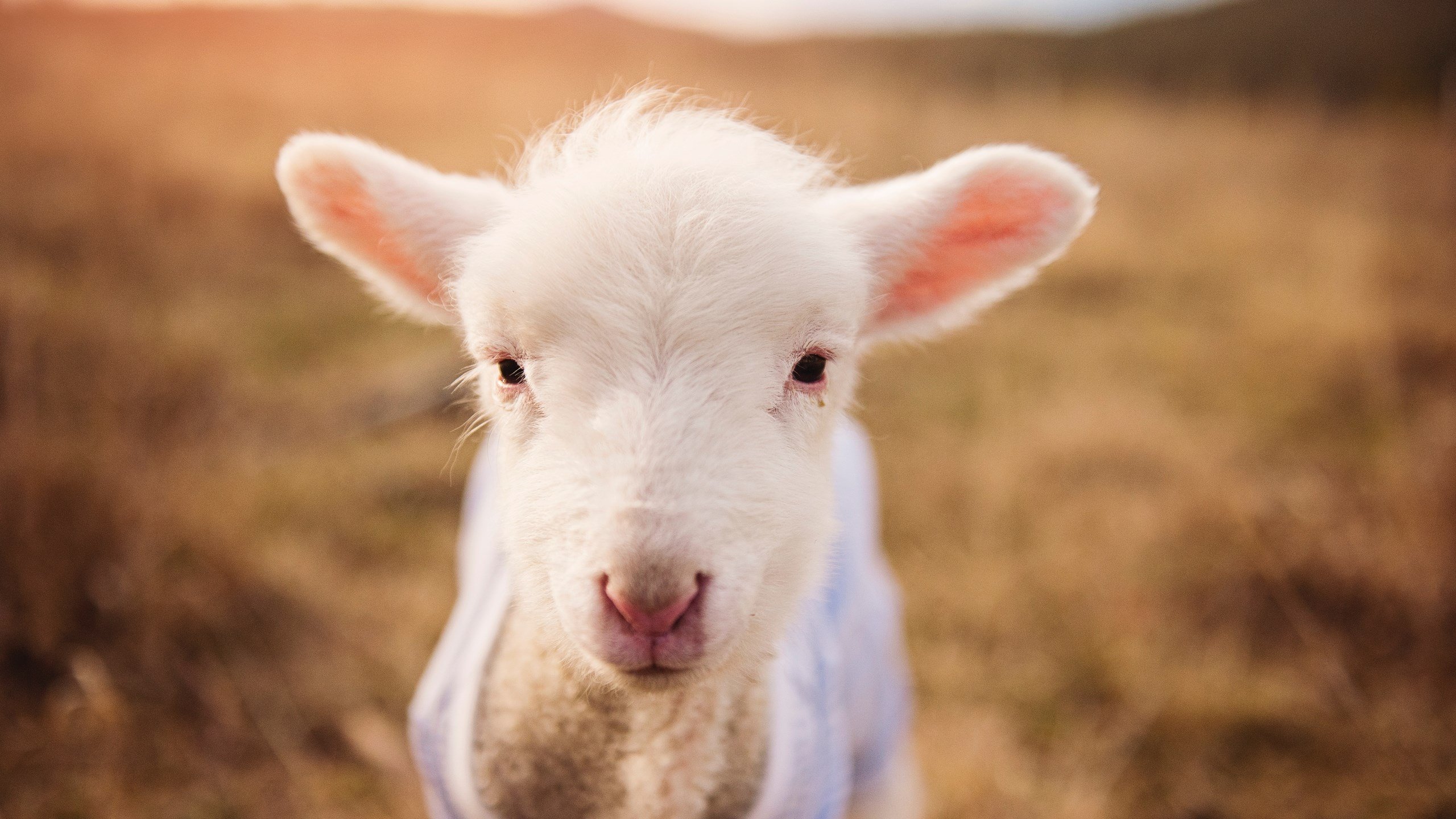 开云体育app-奇才淘汰赛惊险过关凯尔特人，拉文英超式接管点燃争冠希望