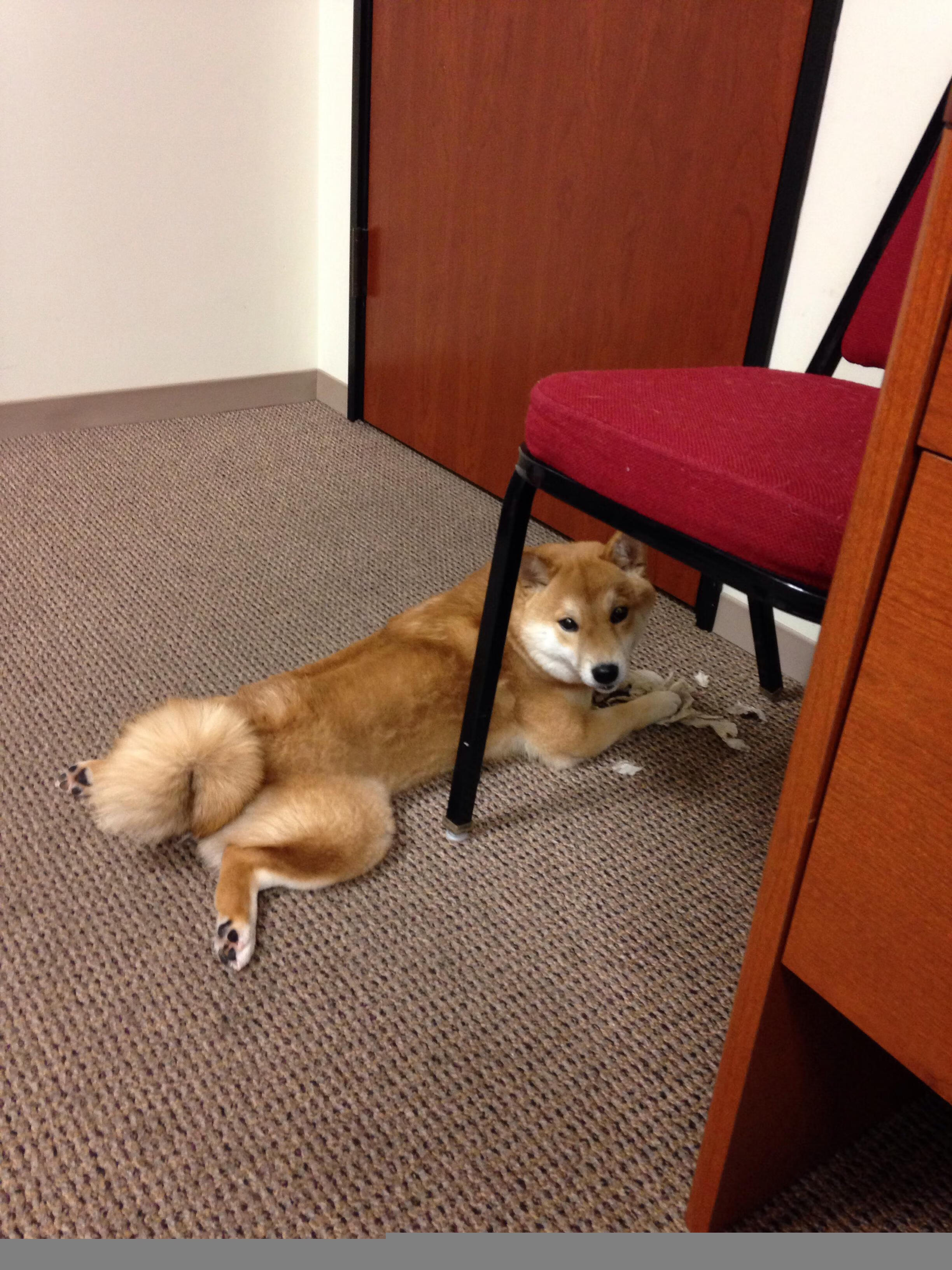 开云体育在线-当东方巨龙横渡丹佛高原，浓眉擎天柱，北京队爆冷掀翻掘金