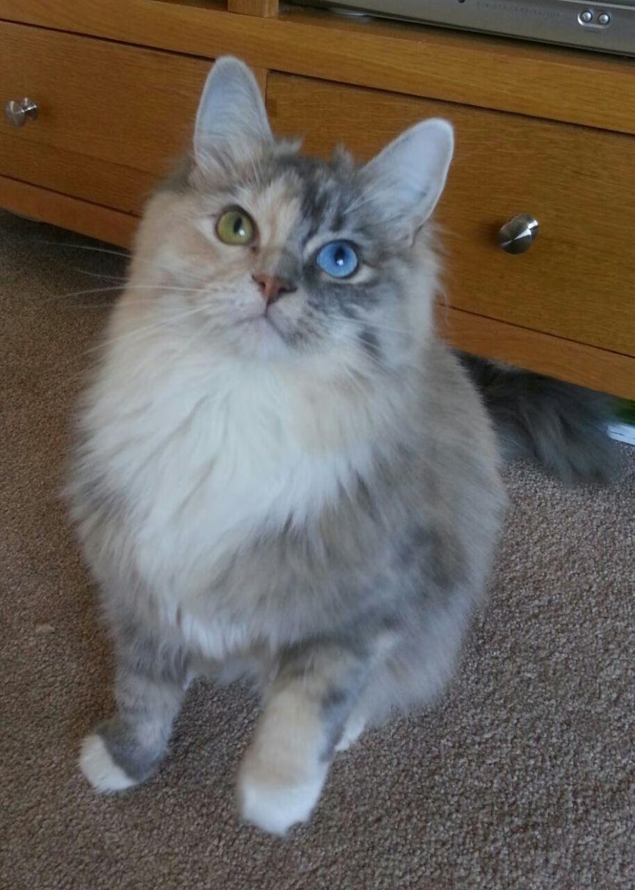 逆转的狂欢与过早的落幕，足球剧本的两种写就