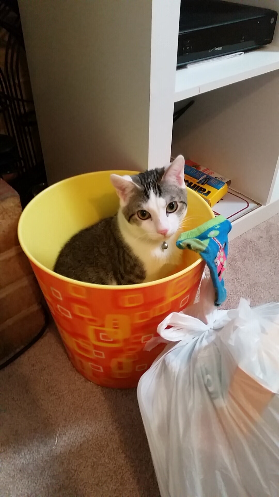 天蓝哀歌!紫百合风暴席卷伊蒂哈德,恩佐里程碑之夜佛罗伦萨一波带走曼城