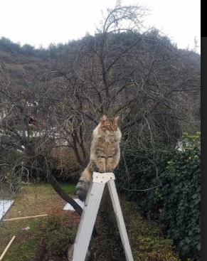 足球之神的双城记,克瓦拉茨赫利亚与那不勒斯的平行史诗