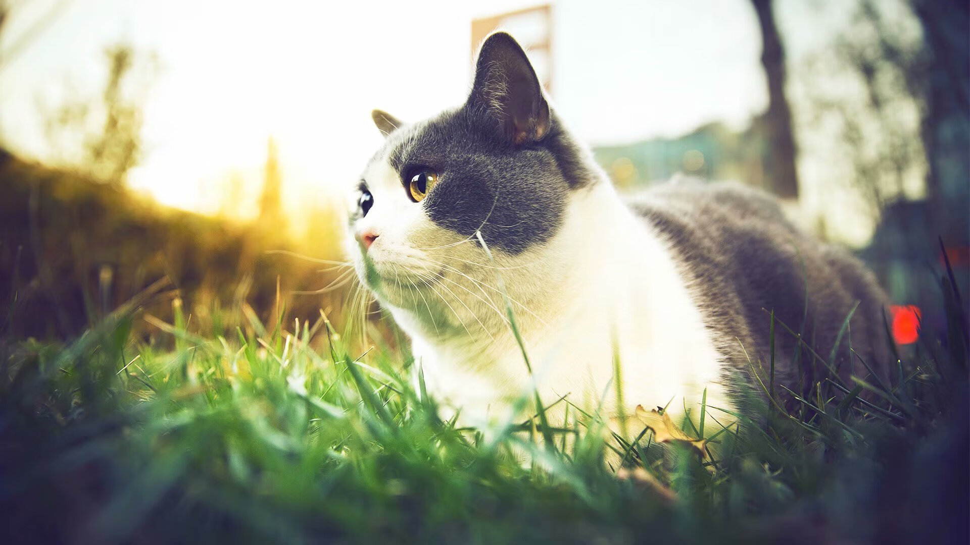 战术篮网笼罩绿茵场，2026世界杯焦点战，如何带走上海队的启示？