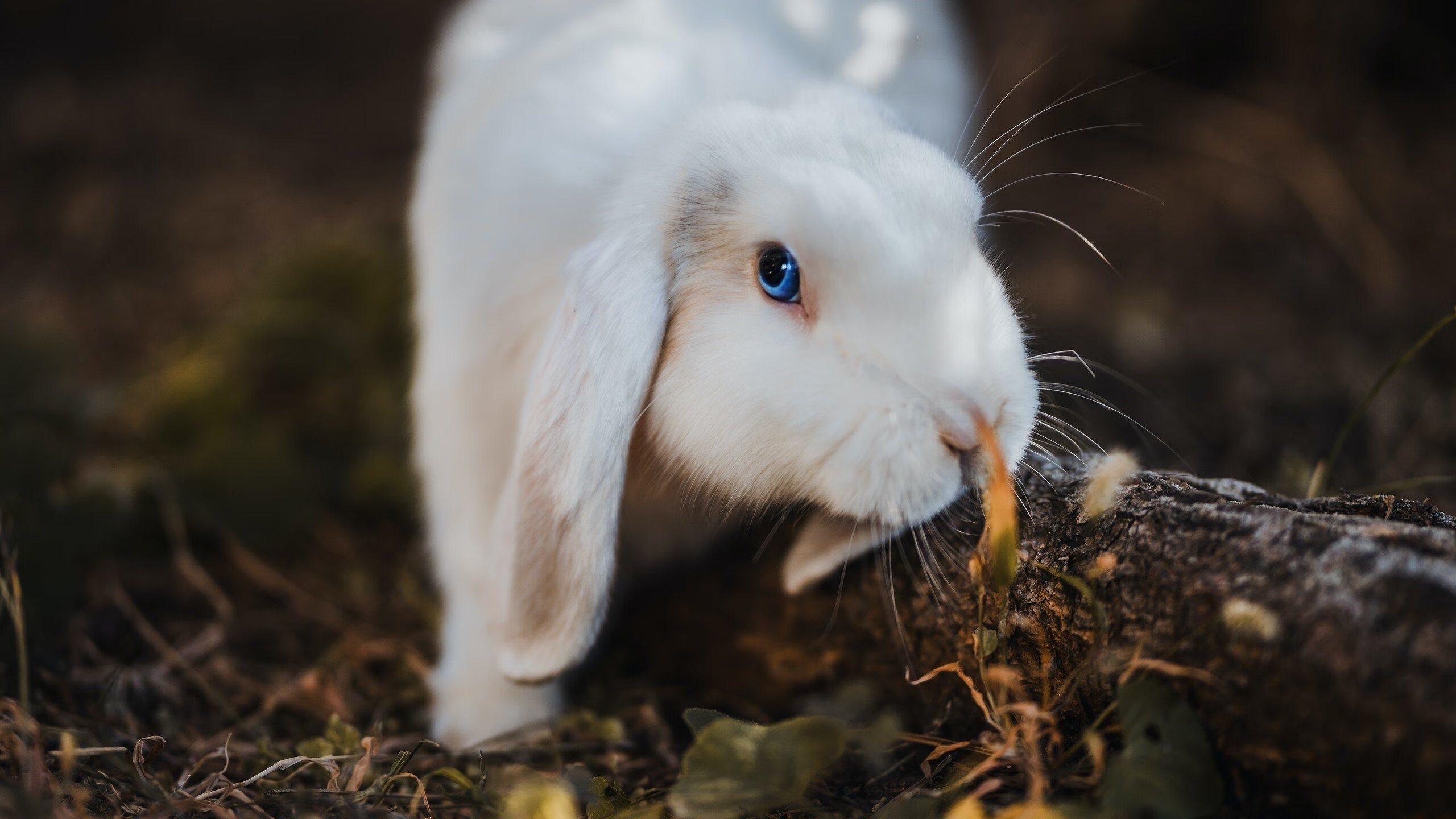 开云体育中国-戈贝尔爆砍30+20，太阳队强势碾压上海队迎大胜