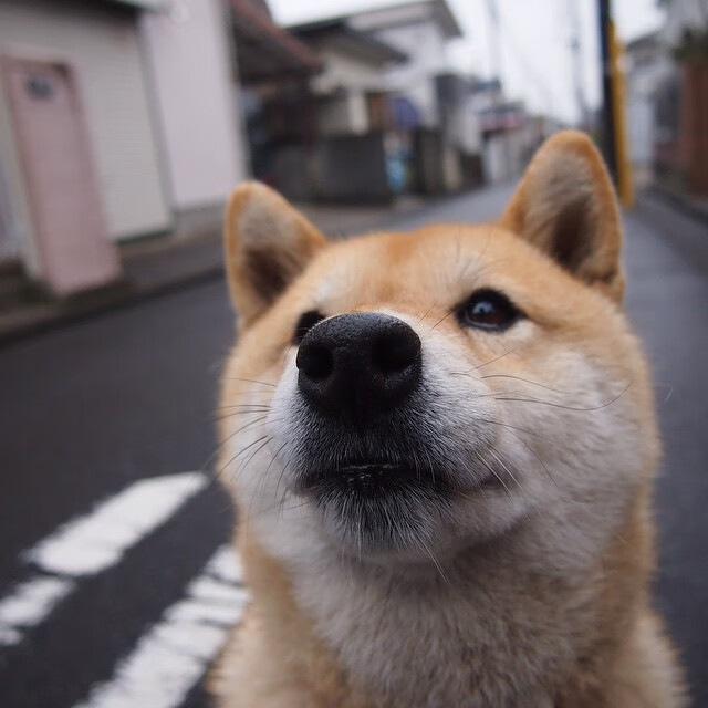 季前赛对阵上海队,浓眉33分诠释超级巨星定义