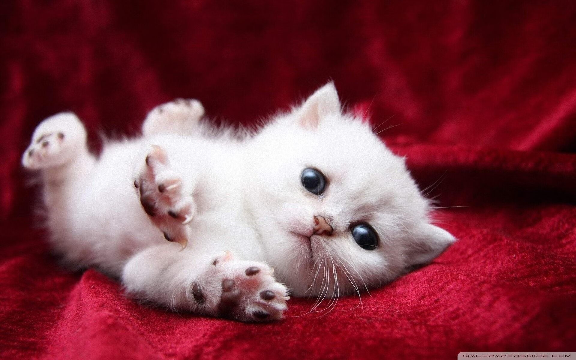 开云体育官方网站-鹈鹕爆冷力克国王，英格拉姆数据全面爆炸成关键先生